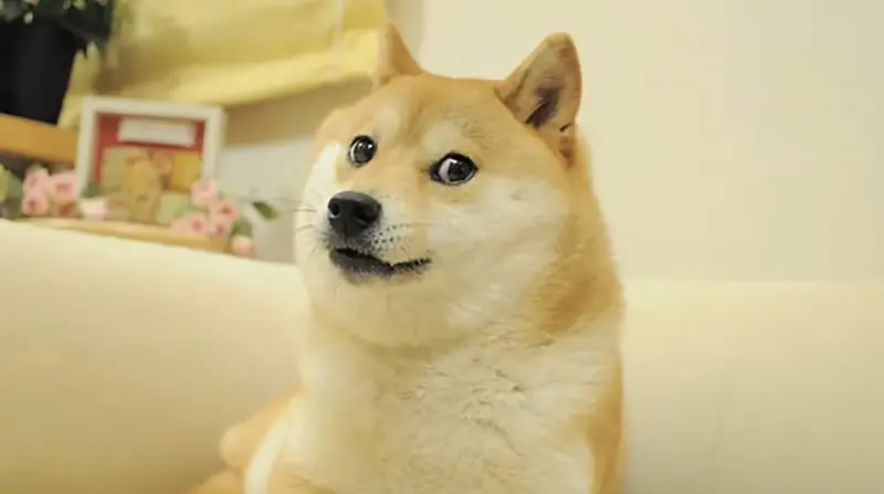 Doge